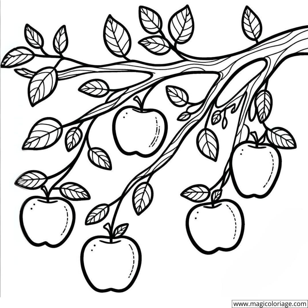Dessin à colorier d'une branche avec des pommes pour enfants.