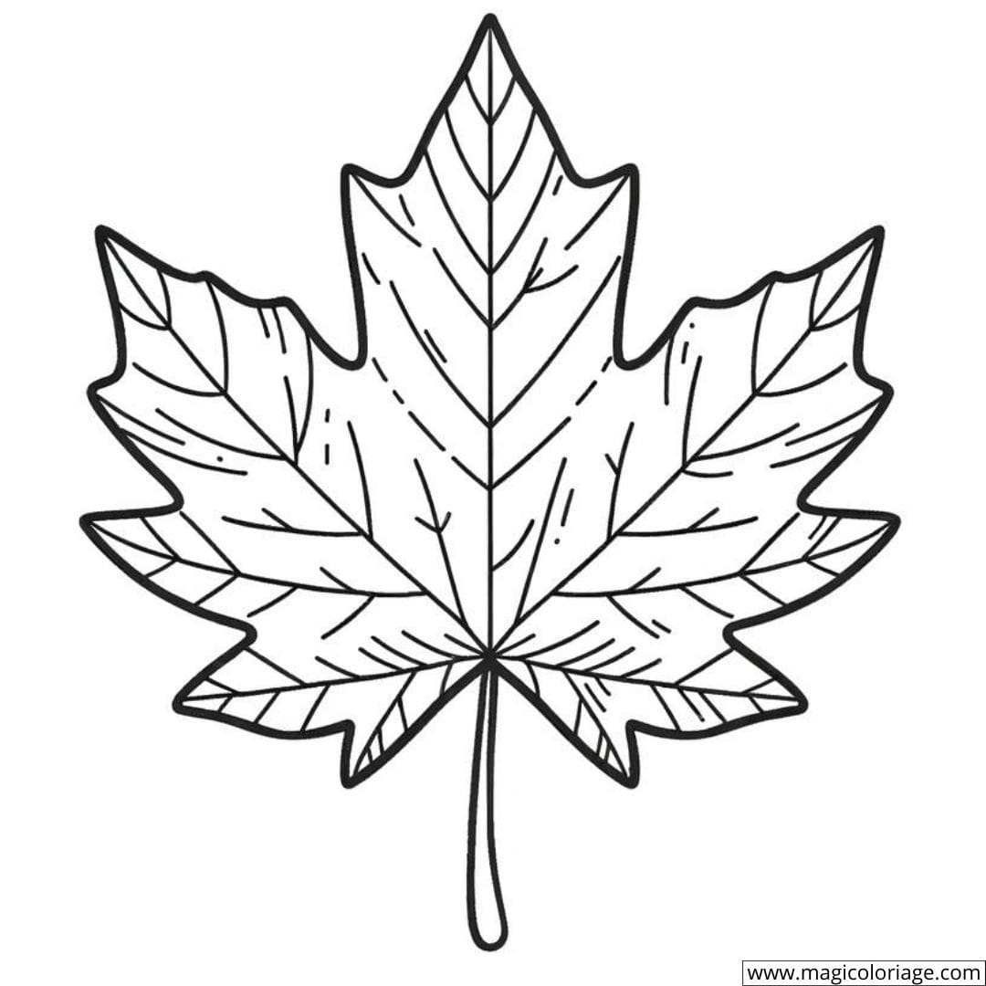 Dessin à colorier simple d'une feuille d'érable pour enfants.